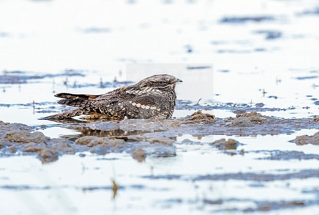 Caspian Eurasian Nightjar sitting on the ground in Kazakhstan May 2017.. stock-image by Agami/Vincent Legrand,