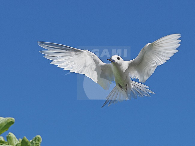 White Tern, Gygis alba, in French Polynesia. stock-image by Agami/James Eaton,