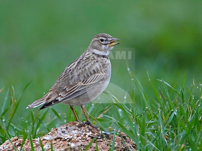 Kalanderleeuwerik zingend op rots; Calandra Lark singing on rock stock-image by Agami/Markus Varesvuo,