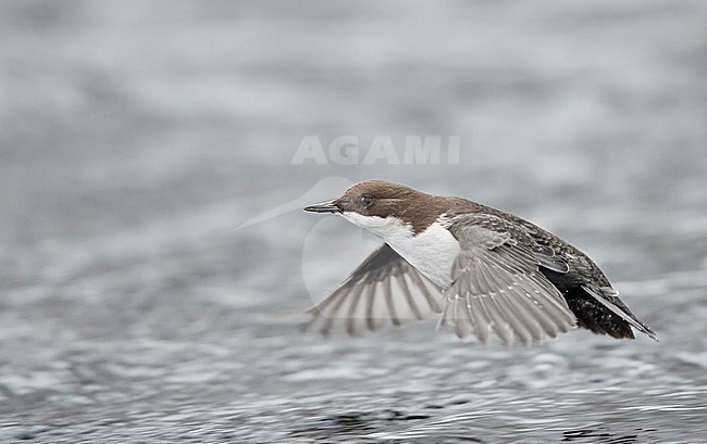 Dipper (Cinclus cinclus) Kuusamo, Finland January 2018 stock-image by Agami/Markus Varesvuo,