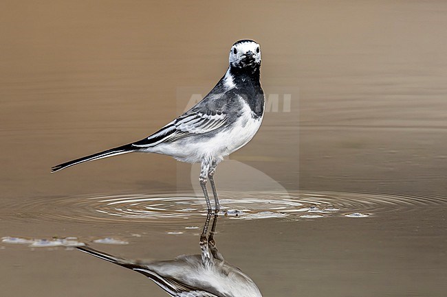 First summer male Pied x White Wagtail hybrid  (Motacilla alba yarrellii x alba) sitting on a small pool in Tour & Taxi, Brussels, Brabant, Belgium. stock-image by Agami/Vincent Legrand,