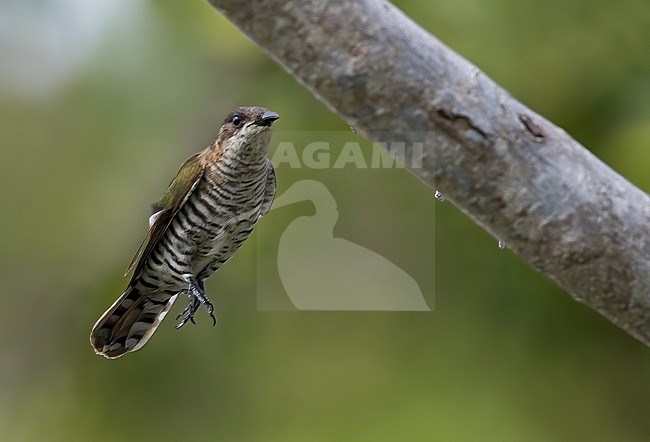 Shining Bronze-Cuckoo, Chrysococcyx lucidus, on New Caledonia, in the southwest Pacific Ocean. stock-image by Agami/Dubi Shapiro,