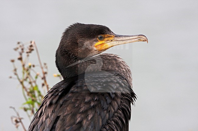 Portret van een Aalscholver; Portrait of a Great Cormorant stock-image by Agami/Rob Olivier,