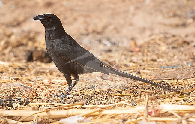 Adult Piapiac (Ptilostomus afer) stock-image by Agami/Eduard Sangster,