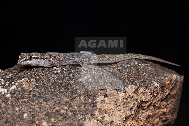 San Cristóbal Leaf-toed Gecko (Phyllodactylus leei) taken the 01/11/2025 at San Cristóbal - Galapagos. stock-image by Agami/Nicolas Bastide,