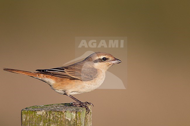 First-winter Isabelline Shrike (Lanius isabellinus) during autumn migration on the Shetlands islands, Scotland. stock-image by Agami/Hugh Harrop,