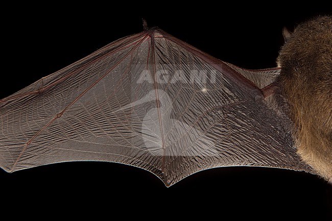 Bovenzijde vleugel van de Gewone Dwergvleermuis, Wing of  Common pipistrelle from above stock-image by Agami/Theo Douma,