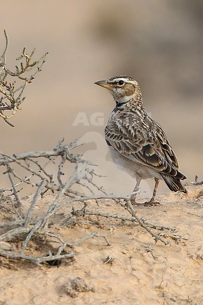 Bimaculated Lark in Negev desert of Israel in spring. stock-image by Agami/Dubi Shapiro,