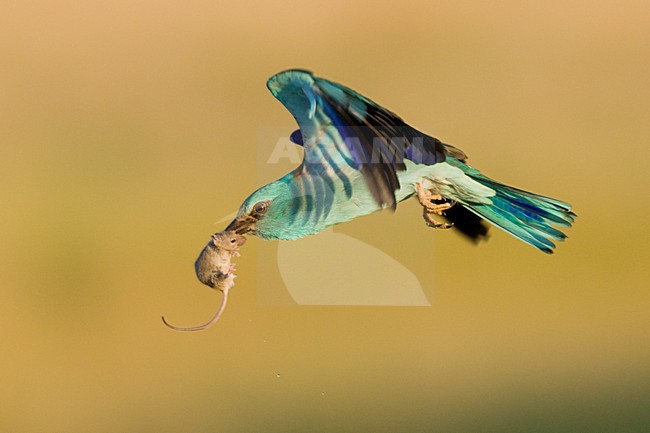 Scharrelaar vligend met muis; European Roller flying with mouse stock-image by Agami/Bence Mate,