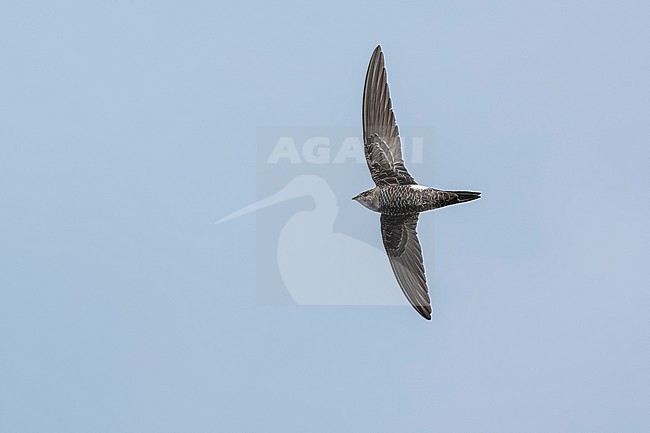 Probably second calendar year Pacific Swift (Apus pacificus) flying over Corrnaiano, Italy. stock-image by Agami/Vincent Legrand,