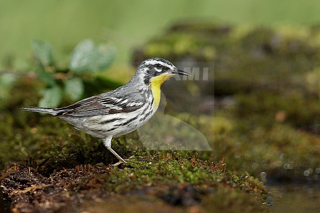Adult  Yellow-throated Warbler (Setophaga dominica)
Galveston Co., TX
April 2017 stock-image by Agami/Brian E Small,