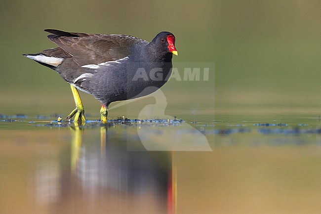 Adult Common Moorhen, Gallinula chloropus, wading in shallow water in Italy. stock-image by Agami/Daniele Occhiato,
