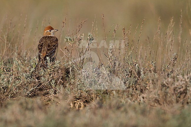 White-winged Lark - Weißflügellerche - Melanocorypha leucoptera, Kazakhstan, male stock-image by Agami/Ralph Martin,
