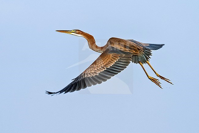 Immature Purple Heron taking off from a marsh, Belgium. August 11, 2007. stock-image by Agami/Vincent Legrand,