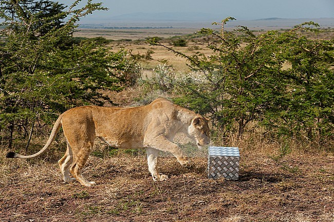 A lioness, Panthera leo, inspects a remote camera trap protected by a bite-proof case. stock-image by Agami/Sergio Pitamitz,