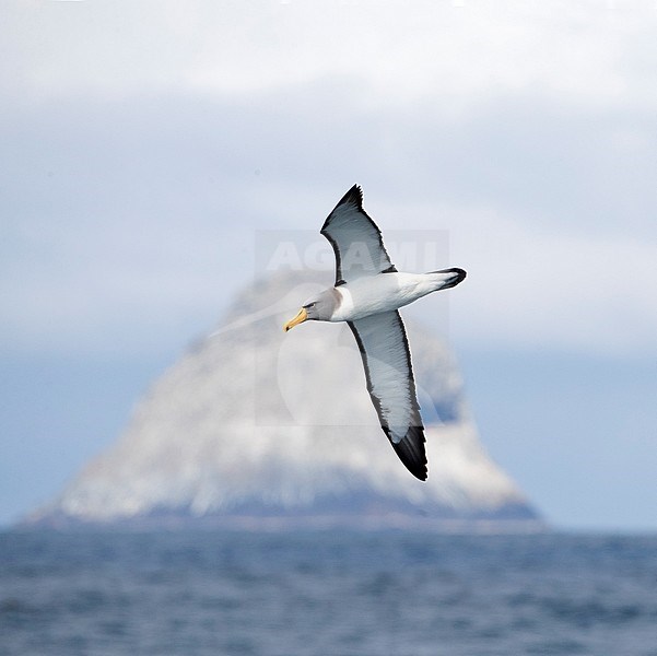 Chatham Albatross (Thalassarche eremita) in flight near its only breeding ground, the Pyramid, a large rock stack in the Chatham Islands, New Zealand.It is the smallest member of the shy albatross group. stock-image by Agami/Marc Guyt,