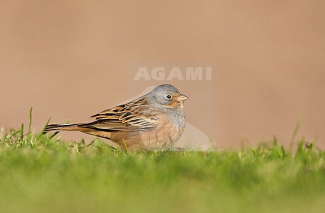 Bruinkeelortolaan, Cretzschmar's Bunting, Emberiza caesia stock-image by Agami/Marc Guyt,