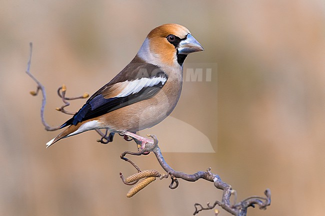 Hawfinch, Coccothraustes coccothraustes, in Italy. Perched on a twig. stock-image by Agami/Daniele Occhiato,