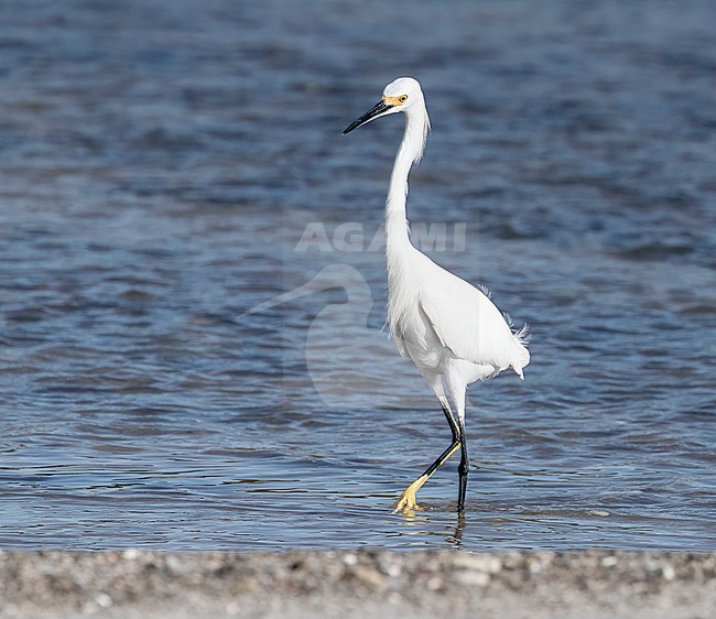 Snowy Egret (Egretta thula) fishing near the coast of Panama stock-image by Agami/Roy de Haas,