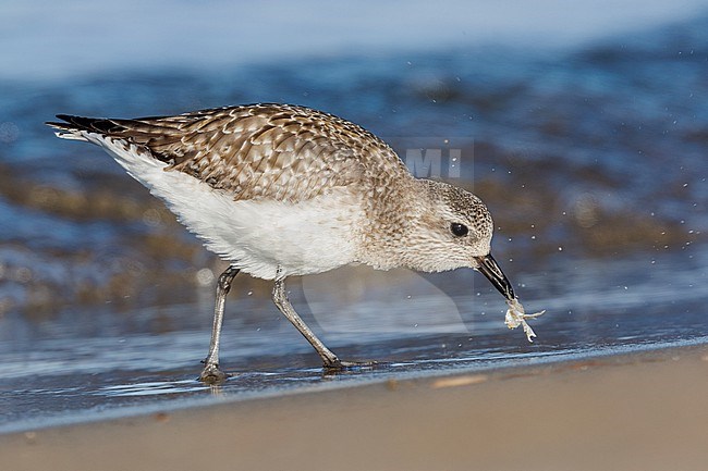 Grey Plover (Pluvialis squatarola), side view of an individual catching a crab, Campania, Italy stock-image by Agami/Saverio Gatto,
