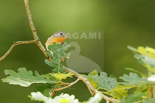 Red-breasted Flycatcher (Ficedula parva) sitting in a tree at the Hoge veluwe Netherlands stock-image by Agami/Walter Soestbergen,