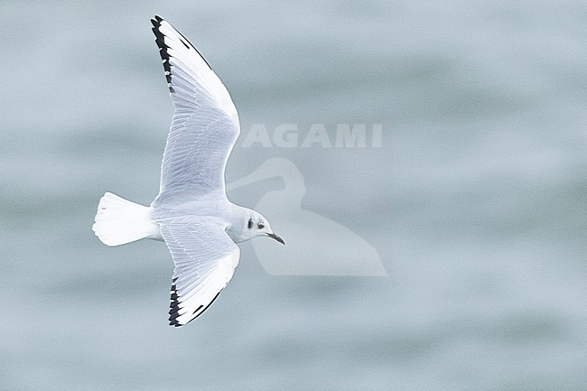  stock-image by Agami/Menno van Duijn,