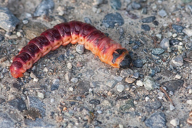 Cossus cossus - Goat Moth - Weidenbohrer, Germany (Baden-Württemberg), larva stock-image by Agami/Ralph Martin,