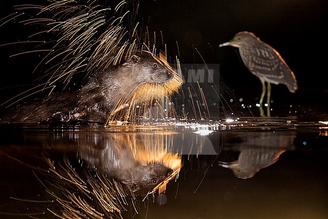 Europese Otters vissend in de nacht; Nightly fishing Otters (Lutra lutra) stock-image by Agami/Bence Mate,