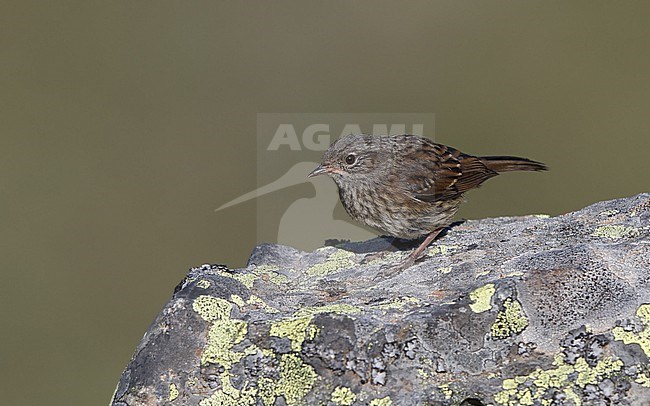 Iberian Dunnock (Prunella modularis mabbotti) juvenile perched at a rock in the Cantabrian Mountains, Castillia y Leon, Spain stock-image by Agami/Helge Sorensen,
