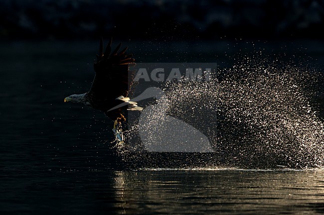 Zeearend jagend, White-tailed Eagle hunting stock-image by Agami/Danny Green,