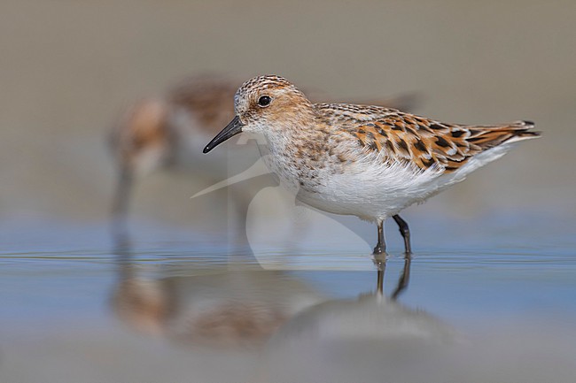 Migrant Little Stint (Calidris minuta) in Italy. stock-image by Agami/Daniele Occhiato,