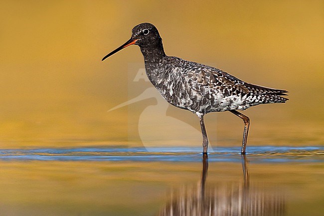 Spotted Redshank (Tringa erythropus) in Italy. Standing in shallow water. Moulting into summer plumage. stock-image by Agami/Daniele Occhiato,