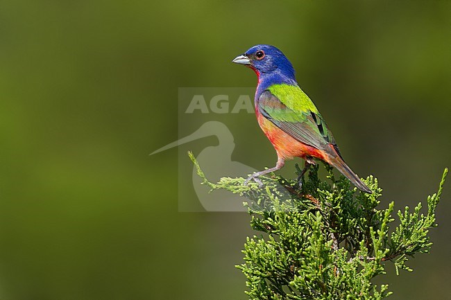 Painted Bunting (Passerina ciris) adult male perched on a branch stock-image by Agami/Dubi Shapiro,