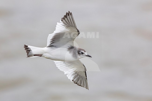 Juvenile transition to 1st winter plumage Sabine's Gull (Xema sabini)
Ijmuiden, the Netherlands stock-image by Agami/Vincent Legrand,