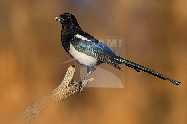Eurasian Magpie, Pica pica, in Italy. stock-image by Agami/Daniele Occhiato,