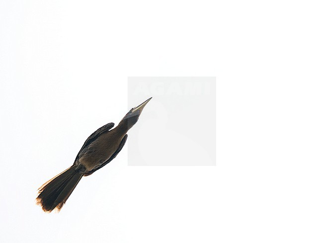 Austen's Brown Hornbill (Anorrhinus austeni) in Vietnam. Flying overhead. stock-image by Agami/Pete Morris,