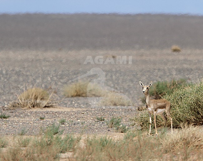 Goitered Gazelle (Gazella subgutturosa) in the Gobi desert in Mongolia. This is a species where the males have an enlargement of the neck and throat during the mating season. stock-image by Agami/James Eaton,