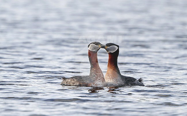 Courtship of two adult Red-necked Grebes (Podiceps griseigena) on a freshwater lake in Denmark. Pair displaying on the water. stock-image by Agami/Helge Sorensen,