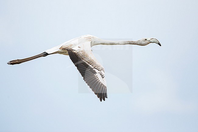 Immature Greater Flamingo (Phoenicopterus roseus) in flight in the Provence, France. stock-image by Agami/Ralph Martin,