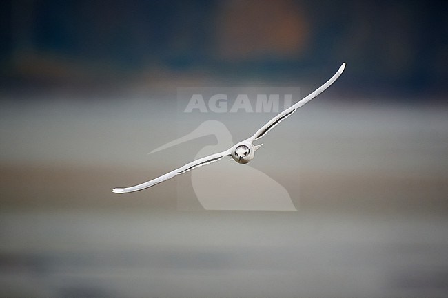 Little Gull (Hydrocoloeus minutus) in flight against a clean background, Czechia stock-image by Agami/Tomas Grim,