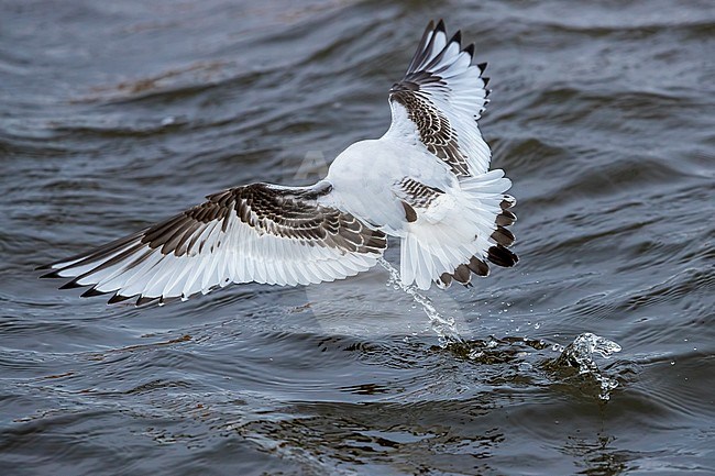 1st winter Ross's Gull flying over Vlissingen, Zeeland, The Netherlands. January 28, 2018. stock-image by Agami/Vincent Legrand,