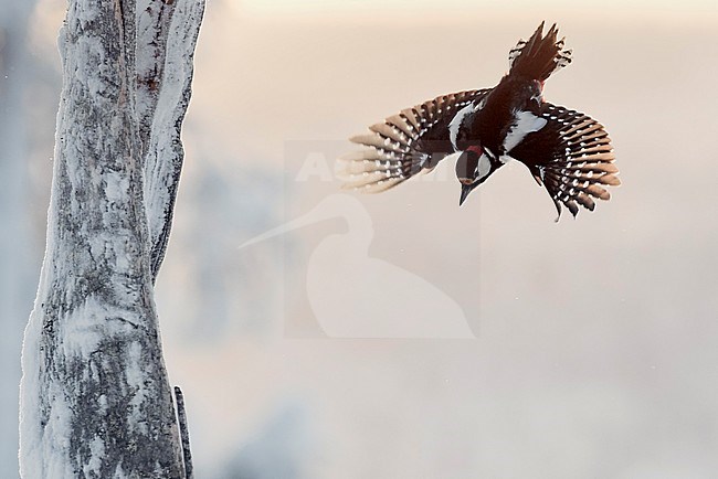 Great Spotted Woodpecker (Dendrocopus major) Kuusamo Finland January 2018. stock-image by Agami/Markus Varesvuo,