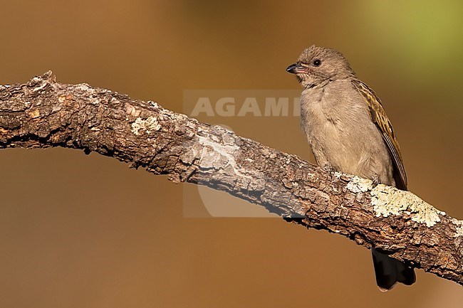 Lesser Honeyguide (Indicator minor) perched on a branch in Angola. stock-image by Agami/Dubi Shapiro,
