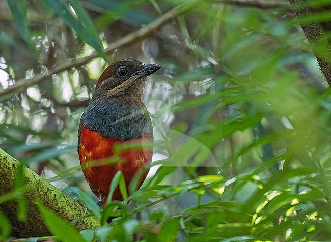 Whiskered Pitta (Erythropitta kochi) in the Philippines. One of the most sought after birds by birdwatchers in the Philippines. stock-image by Agami/Pete Morris,