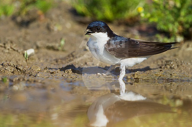 Northern House Martin - Mehlschwalbe - Delichon urbicum ssp. urbicum, Germany, adult stock-image by Agami/Ralph Martin,