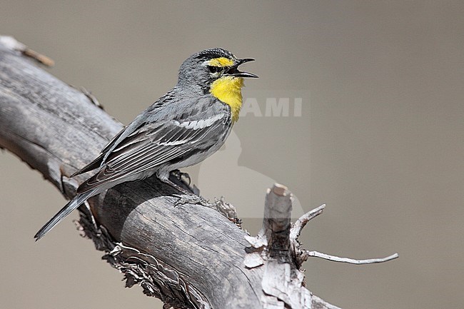 Adult male
Cochise Co., AZ
April 2009 stock-image by Agami/Brian E Small,