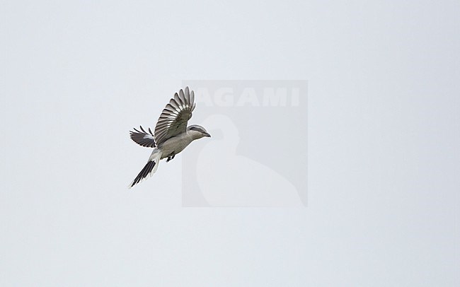 Great Grey Shrike (Lanius excubitor excubitor) juvenile hovering in Nordsjælland, Denmark stock-image by Agami/Helge Sorensen,