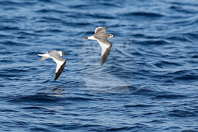  stock-image by Agami/Menno van Duijn,