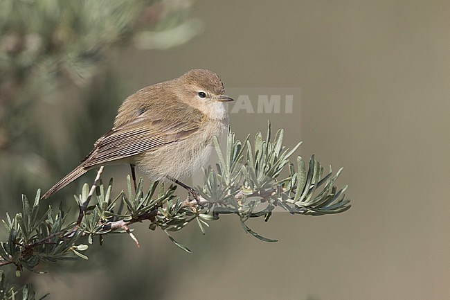 Mountain Chiffchaff (Phylloscopus sindianus sindianus), Tajikistan, adult perched on a branch with clean background stock-image by Agami/Ralph Martin,