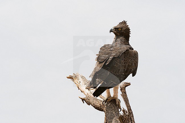 A martial eagle, Polemaetus bellicosus, perched on a tree branch surveying the savannah, Samburu National Reserve, Kenya. Kenya. stock-image by Agami/Sergio Pitamitz,